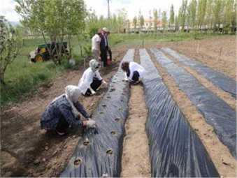 Kadınlar Erzurum'da çilek yetiştirecek