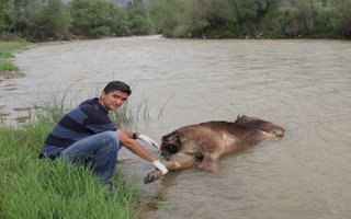 Oltu çayında 'ölü boğa' paniği