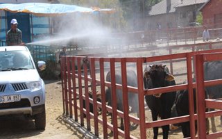 Erzurum'da bulunan hayvan pazarı ilaçlandı
