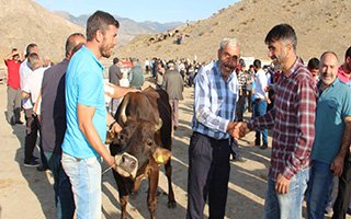 Oltu'da kurbanlıkları soran çok alan yok