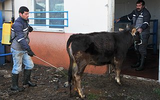 Gözaltındaki inek Üniversiteli oldu!