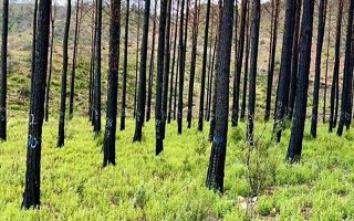 Erzurum’da ormanlık alanlara girişler yasaklandı