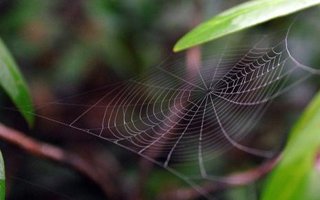 Örümcek ağının "şifresi" çözüldü