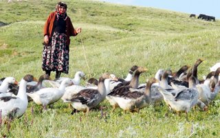 Seher Ninenin zor işi!