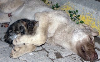 Yavru kedi yaralı köpek için sızlandı!