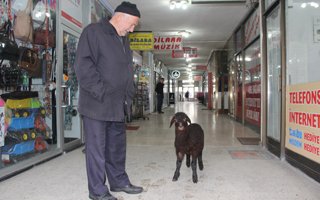 Bu kuzu sahibi ile sadık arkadaş