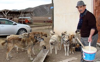 12 Yıldır Sokak Köpeklerine Bakıyor