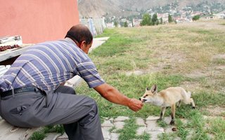 Atmaca Tilkiyi Elleriyle Besliyor!