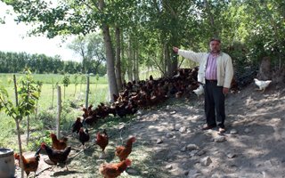 Pasinler'de organik tavuk ve yumurta dönemi