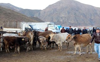 Büyükbaş hayvan saysında Türkiye ikincisiyiz