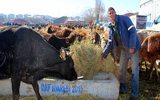 Besiciler yem fiyatlarından yana dertli