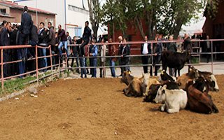 Erzurum’daki canlı hayvan pazarı kapatıldı