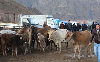 Hayvan fiyatları yeniden yükselişe geçti