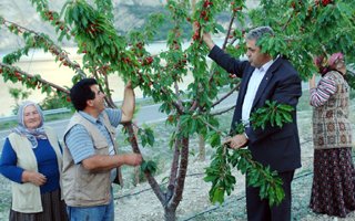 Uzundere'de kiraz yetiştiriciliğinde artış 