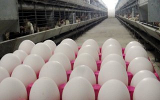 TÜİK verilerine göre yumurta üretimi azaldı