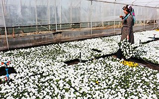 Uzundere'nin çiçekçi kadınları sezonu açtı