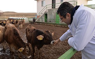 Vali Memiş çizme giyip ahırları inceledi