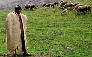 Erzurum'da para çok çoban yok