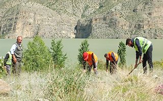 Tortum gölü çevresine 100 bin badem tohumu dikildi