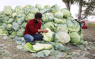 Erzurum'da lahana hasadı başladı