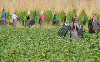 Erzurum'da 5 yılda 1500 kadın çiftçi eğitildi