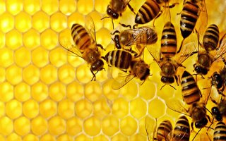 Erzurum'da arı yetiştiriciliğine ilgi artıyor