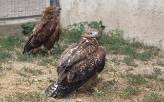 Yaralı Şahinlere Büyükşehir bakıyor