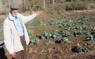 Tarladaki Lahanaları Çaldılar