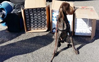 Tütüncü Köpekten Zafer Pozu!