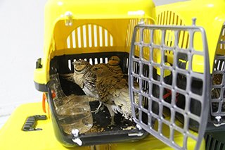 Bağırtlak kuşu kaçakçılığından gözaltına alındı 