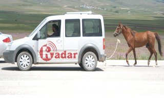 Beygir gücü işkence!