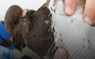 Hapishaneye Telefon Taşıyan Güvercin Yakalandı