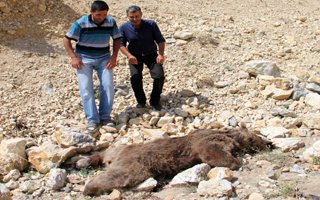 Oltu'da silahla vurulmuş boz Ayı bulundu 