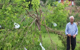 Şenkaya'da Ayılar Dut Ağaçlarına Dadandı
