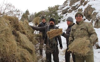  Yaban keçiler için dağlara ot bıraktılar