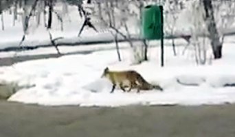 Erzurum'da aç kalan tilki şehre indi 