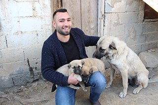 Kangal yavruları ameliyat olursa yürüyecekler 