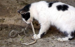 Bu kedi yılanlara meydan okuyor!