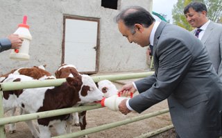 Vali Ahmet Altıparmak'ın buzağı sevgisi!