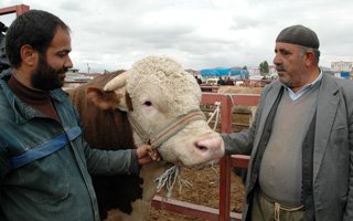 Erzurum kurban pazarı hareketlendi!