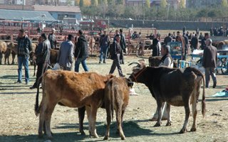 Hayvan pazarında yüz güldüren hareketlilik!