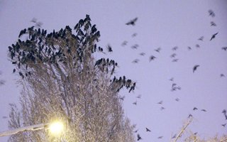 Erzurum'daki kar yağışı kuşları da etkiledi