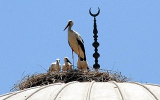 Leylekler cami kubbesini mesken tuttu