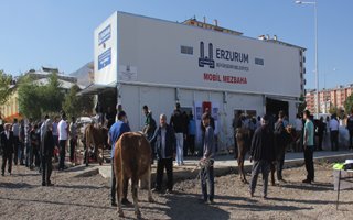 Kurbanlıklar mobil mezbahada kesildi