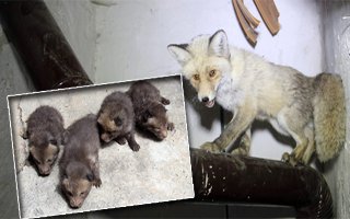 Eve Giren Tilki Dördüz Doğurdu