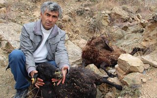 Sokak köpekleri 7 koyunu telef etti