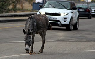 Trafiğe çıkan eşek zor anlar yaşattı