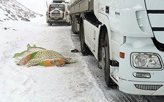 Azrail Tır sürücüsünü yolda yakaladı