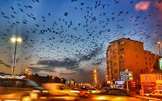 Erzurum’da gökyüzünü kargalar kapladı