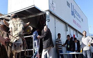 Büyükşehir Kurban Bayramı’na Hazır 